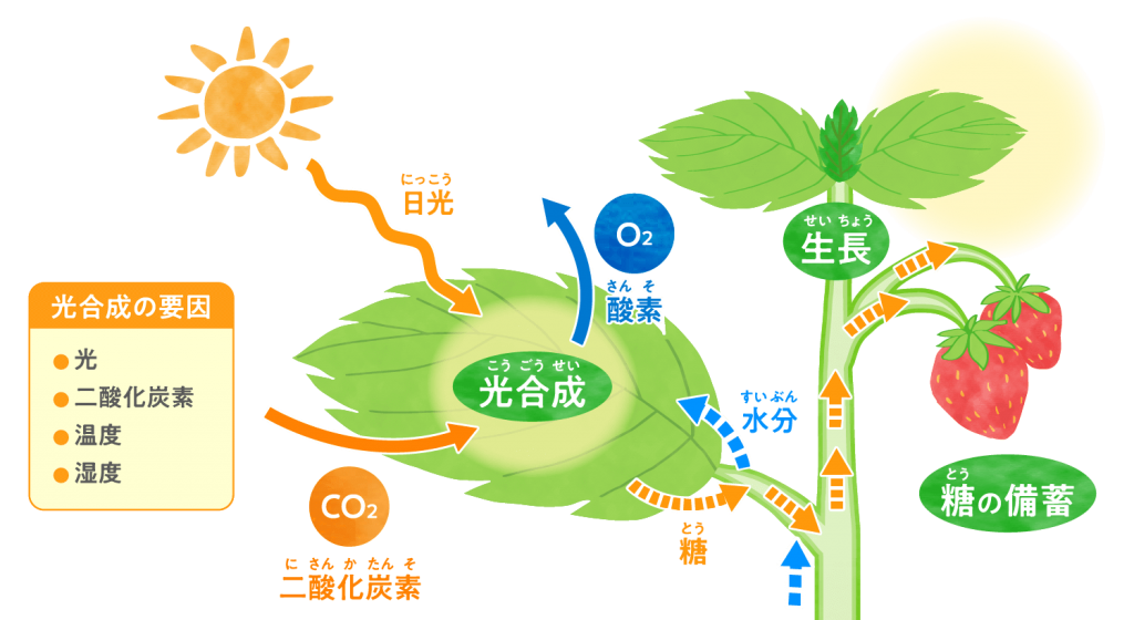 いちごについて 鳥取市のいちご農園 公式 リトリファーム