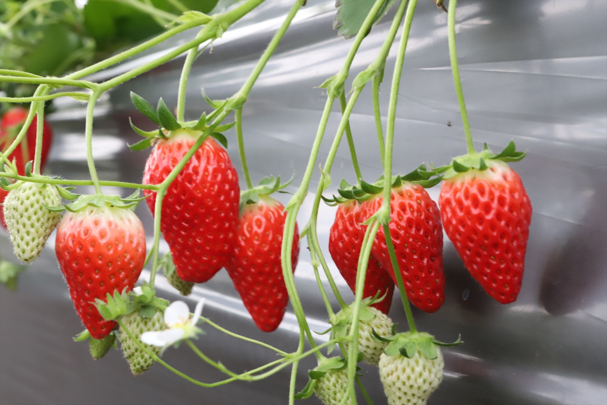 3月になっていちごが沢山なってきました 鳥取市のいちご農園 公式 リトリファーム